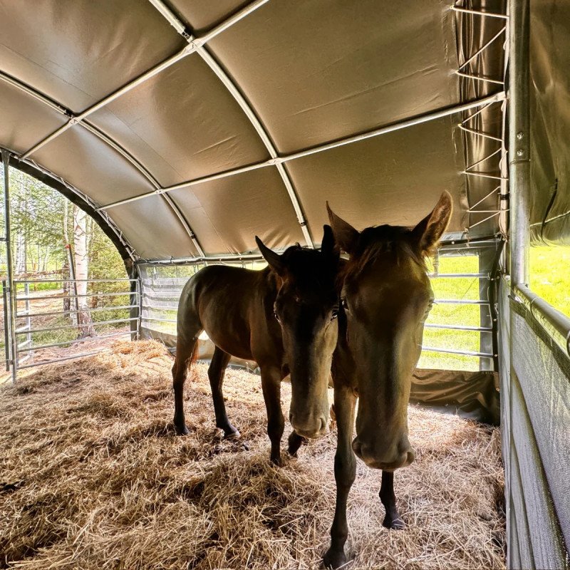 Abris pour pour bétail 6×6 m GSCT2020 Premium
